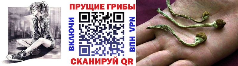 Галлюциногенные грибы Magic Shrooms  Купить закладки  Сосенский 
